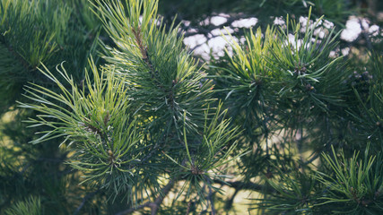 Pine tree branch. Pine tree background. Nature background. Green background.