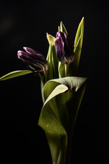 flower in vase on black background