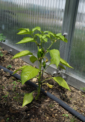 Peperonipflanze mit Bewässerung im Gewächshaus