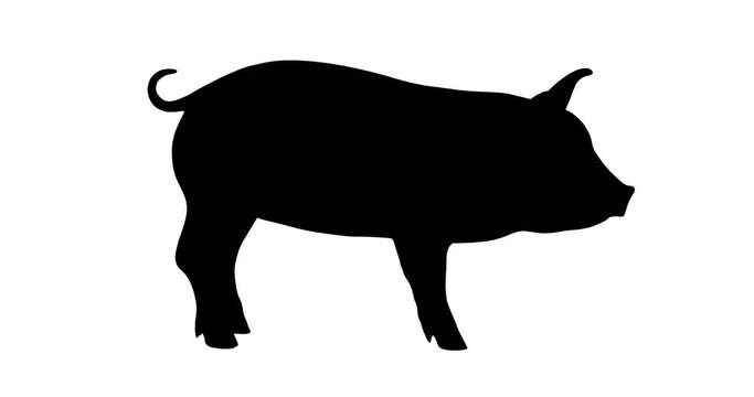 Piggy silhouette. Turntable animation.