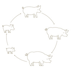 Round Stages of pig growth set. Pork production. Pig farm. Piglet grow up animation circle progression. Outline line contour vector icon flat illustration.