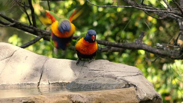 Rainbow lorikeets having a bath out in nature during the day.
