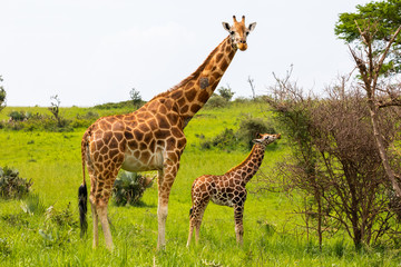 Naklejka na ściany i meble A mother giraffe and her baby