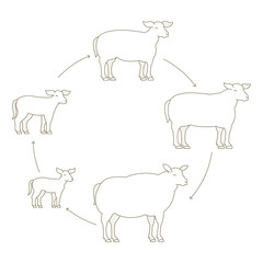 Round Stages of mutton growth set. Breeding ewe. Wool lamb production raising. Yeanling grow up animation circle progression. Outline contour line vector illustration.