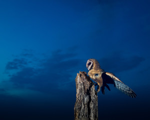 Barn owl at night