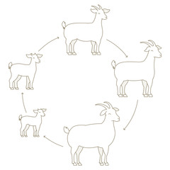 Round Stages of goats growth set. Animal farm. Breeding wool production raising. Lamb grow up animation circle progression. Outline contour line vector illustration.