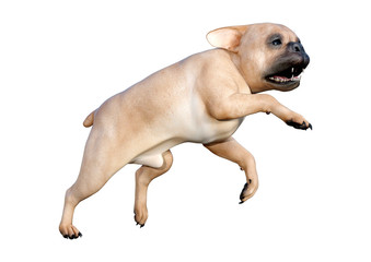 3D Rendering French Bulldog on White