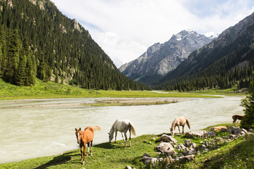 horses in altyn arashan valley in Kyrgyzstan with green fields and wide river