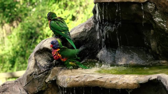 Rainbow lorikeets having a bath out in nature during the day.