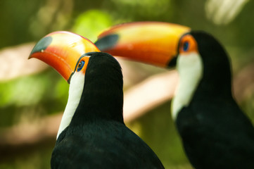 Tucano