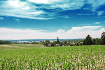 Fototapeta na wymiar Summer landscape with agriculture fields near Leobendorf, Austria