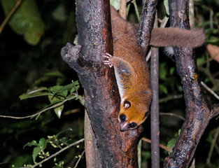 Night Portrait of the brown mouse lemur Microcebus rufus aka eastern rufous or russet in Ranomafana, Fianarantsoa, madagascar