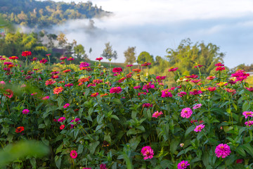 Beautiful flowers and mist at Khao Kho, Thailand