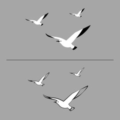 Seagull flying silhouette. Flying gulls. Birds wings. Concept of freedom.