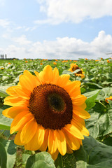 Obraz premium 向日葵の花