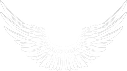 Vector white background with pair of wings. Angel wings