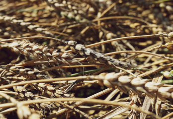 beautiful wheat branches lying at the side field countryside. Backgrounds, textures for decor design social networks accounts. social networks. Wheat ears background soft tone natural.