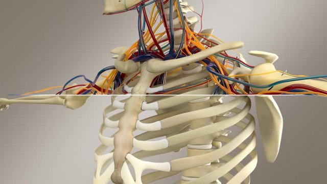 Human Male Anatomy - Male Skeleton System With Nerves, Veins And Arteries, Close Up And Splitscreen