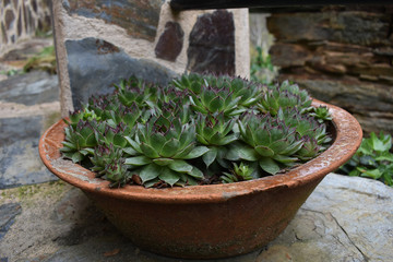 Maceta de barro antigua con planta suculenta