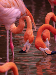 The Greater Flamingo (Phoenicopteriformes, Phoenicopteridae)