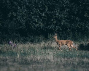 Roe deer