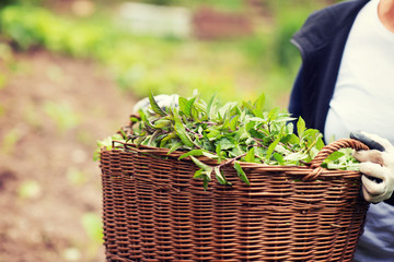 gardening wooden basket with herbs