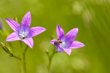 Fototapeta premium fly on flower