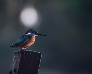 Kingfisher