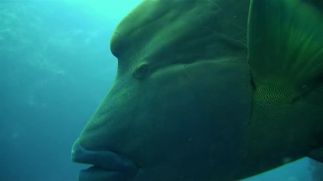 Napoleonfish, Humphead Wrasse Or Napoleon Wrasse Feeding & Eating Close Up In Blue Ocean.This Big Fish Is Also Named Giant Humphead Wrasse, Humphead Giant Maori Wrasse & Maori Wrasse