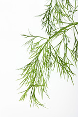 branch of dill isolated on white background