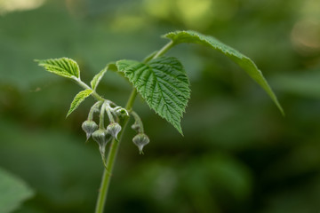 Raspberry Plant Growing. Raspberry Flowers Blossom