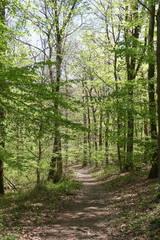Obraz premium Waldlandschaft im Frühling