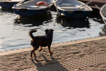 Little Dog on the shore of the city pond near the boat station.	