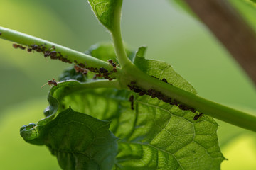 Aphids and Ants on Jasmine Plant