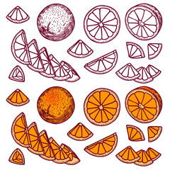 Lime fruit slice hand drawn brown outline illustration set