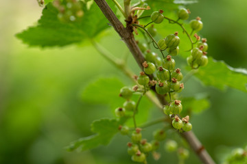 Currant Growing