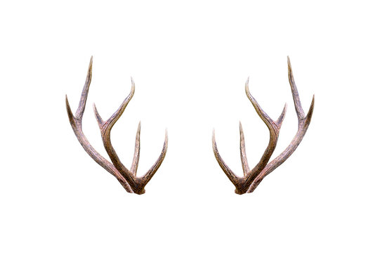 Beautiful male antler isolated on white background