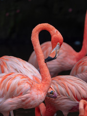 The Greater Flamingo (Phoenicopteriformes, Phoenicopteridae)
