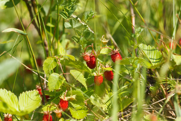 Wild Strawberry