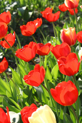 Beautiful bright tulips