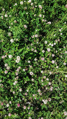 Many flowers of clover in a forest glade on a sunny summer day
