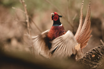 Pheasant