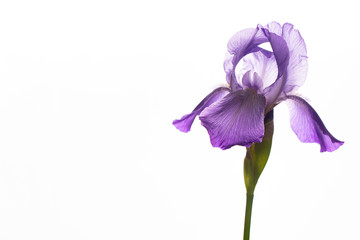 Purple Iris Flower on White Background