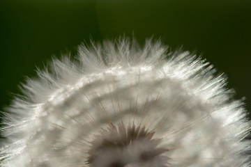 Dandelion Flower Seeds Background