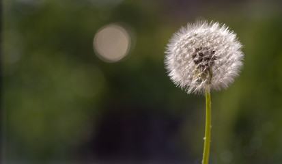 Dandelion on Blurred Nature Background