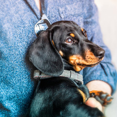 A black and tan short haired miniature Dachshund puppy being held by a man in a soft textured denim shirt.