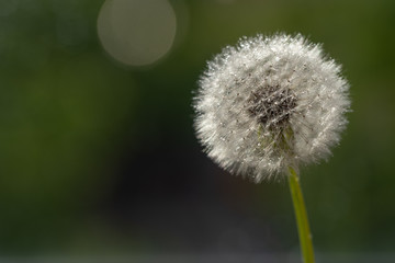 Dandelion Flower