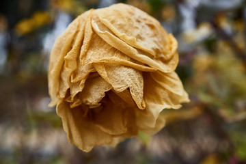 Flor marchita al inicio del invierno