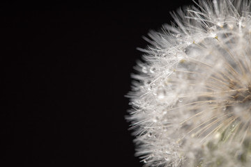 Dandelion Seeds Macro Photography