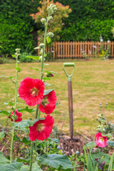 Hollyhock flower in a garden with a garden fork behind in the ground and a picket fence beyond some grass in front of a hedge.